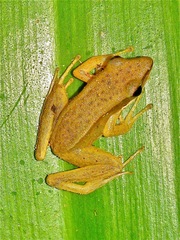 Indosylvirana aurantiaca