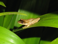 Indosylvirana aurantiaca