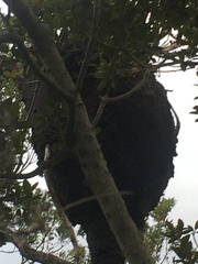 Nasutitermes walkeri