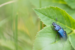 Platycerus caraboides