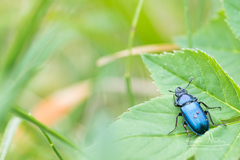 Platycerus caraboides