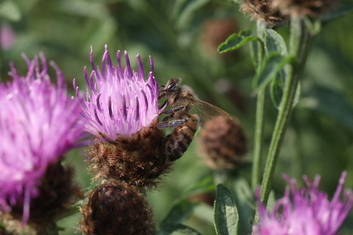 Image of Apis mellifera by no rights reserved