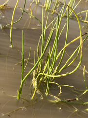 Triglochin scilloides
