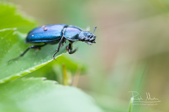 Platycerus caraboides