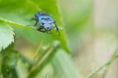 Platycerus caraboides