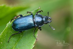 Platycerus caraboides