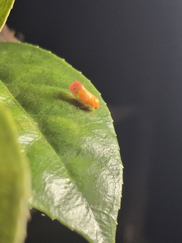 Eoscarta liternoides