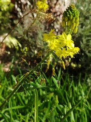 Bulbine alooides