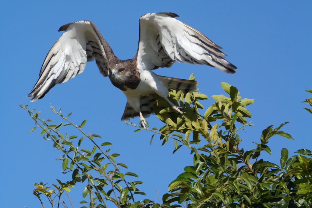 Black-chested Snake-Eagle (Circaetus pectoralis) photo
