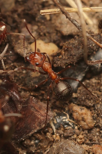 Formica opaciventrisFormica opaciventris