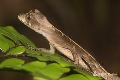 Anolis scypheus