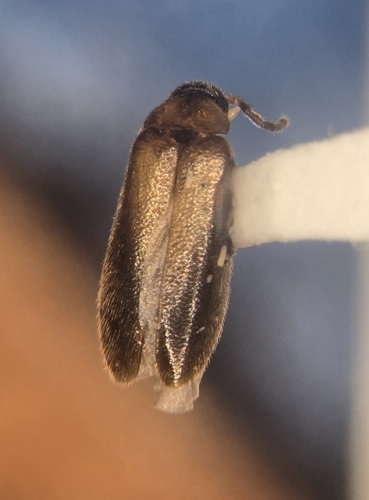 Canifa pallipes