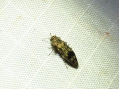 Agrilus lecontei