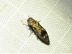 Agrilus lecontei