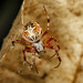 Labyrinth Orbweaver - Photo (c) Jerry Cannon, some rights reserved (CC BY-NC), uploaded by Jerry Cannon