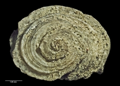 Risellopsis