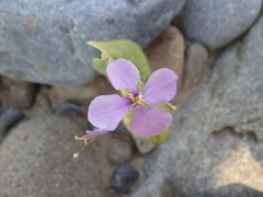 Orychophragmus violaceus
