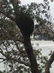 Nasutitermes walkeri