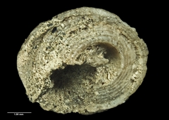 Risellopsis