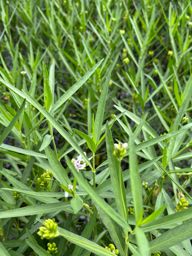iNaturalist observation photo of American water-willow
