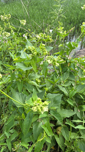 iNaturalist observation photo of Wild Four o'Clock
