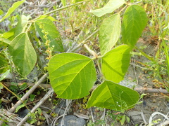 Pueraria montana lobata