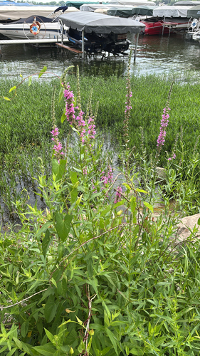 iNaturalist observation photo of purple loosestrife