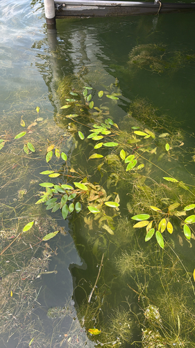 iNaturalist observation photo of Pondweeds