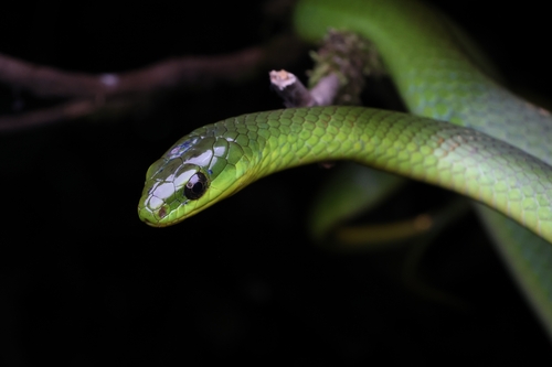 Chinese Green Snake