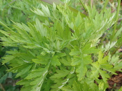 Artemisia princeps