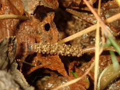 Potamogeton coloratus