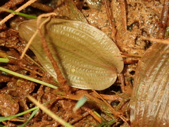 Potamogeton coloratus, photograph (c) Julien Renoult, some rights reserved (CC BY)