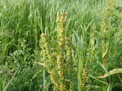 Rumex