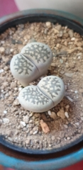 Lithops