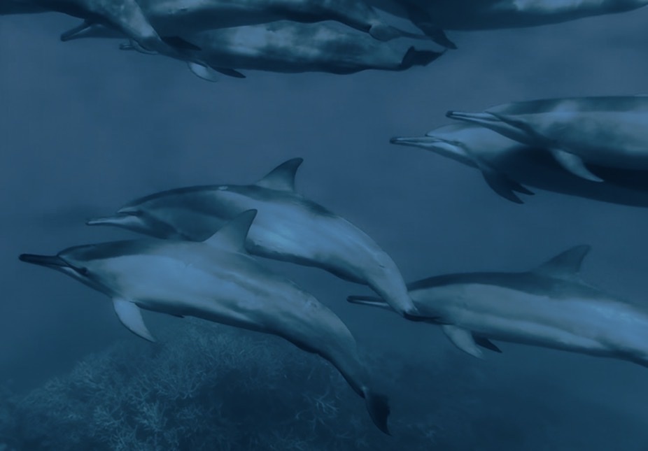 Stenella longirostris