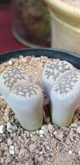 Lithops