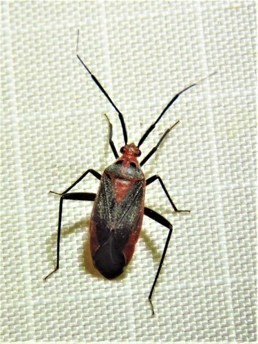 Taedia johnstoni