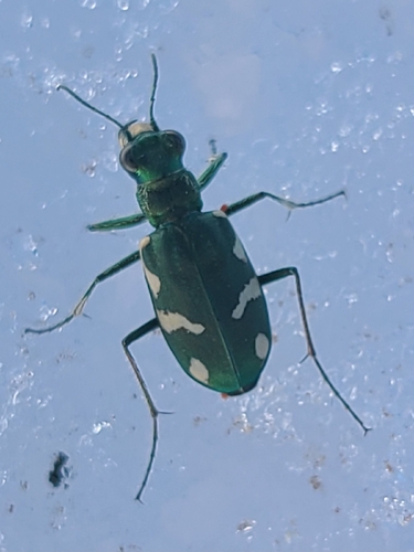 iNaturalist observation photo of Boreal Long-lipped Tiger Beetle