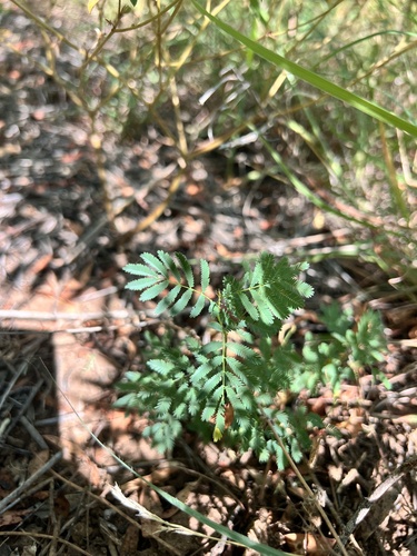 Desmanthus leptolobus, photograph 4