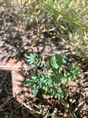 Desmanthus leptolobus, photograph (c) Frankie Simmons, some rights reserved (CC BY)