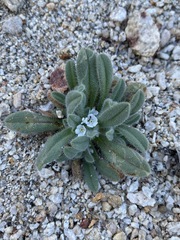 Amsinckiopsis kingii