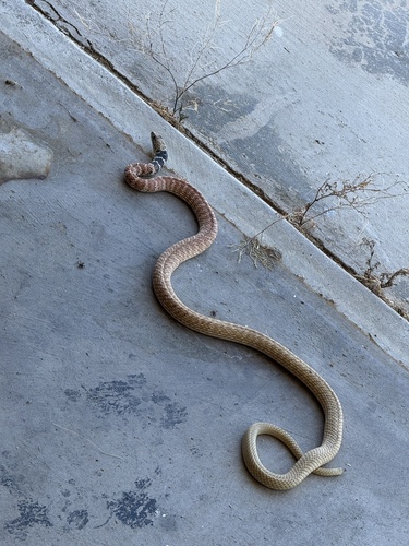 Red Coachwhip