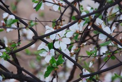 Prunus tomentosa