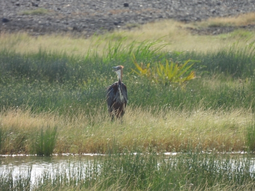 iNaturalist image