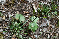 Cardamine pachystigma