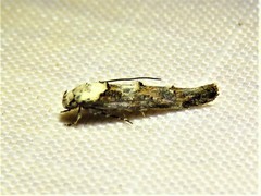 Mompha rufocristatella