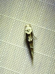 Mompha rufocristatella