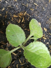 Coleus amboinicus