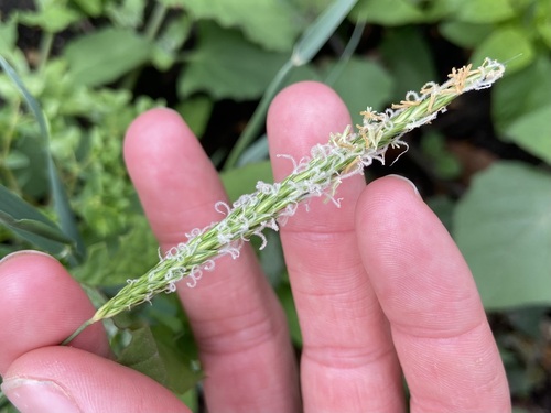Alopecurus myosuroides