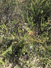 Eriogonum fasciculatum